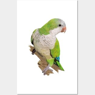 Argentine Parakeet Posters and Art